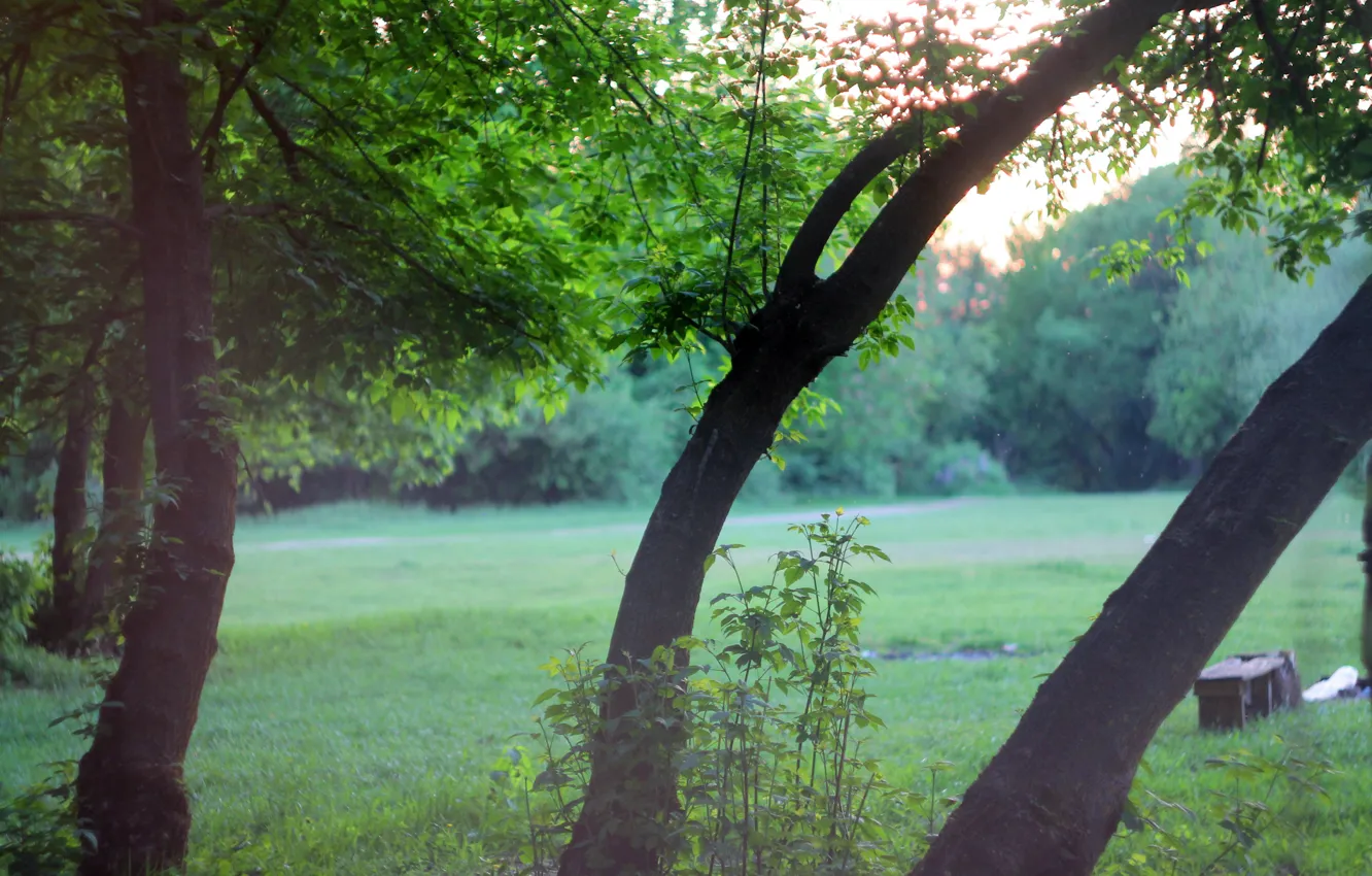 Фото обои зелень, деревья, пейзаж, закат, trees, landscape, nature, sunset