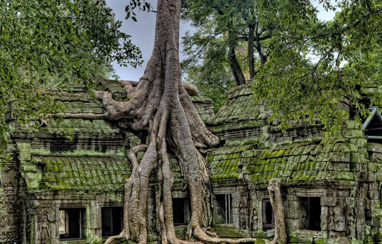 Фото обои небо, деревья, руины, архитектура, Камбоджа, Ангкор-Ват