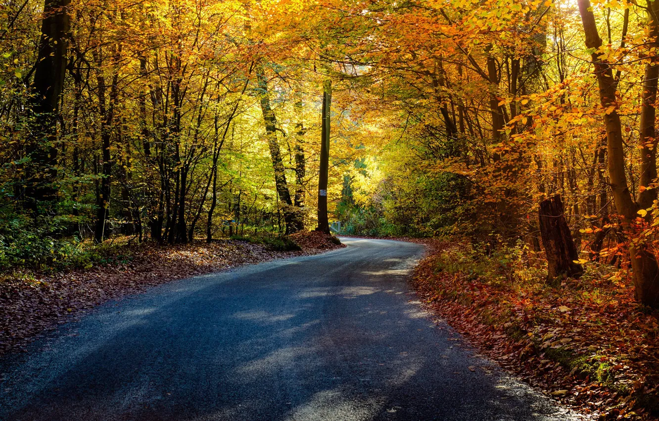 Фото обои road, trees, autumn, leaves, autumn colors, shadows, sunlight, countryside