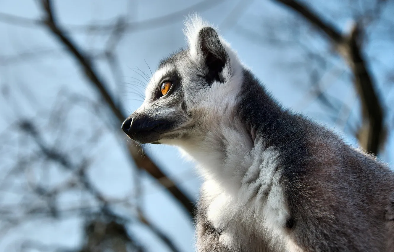 Фото обои природа, боке, lemur