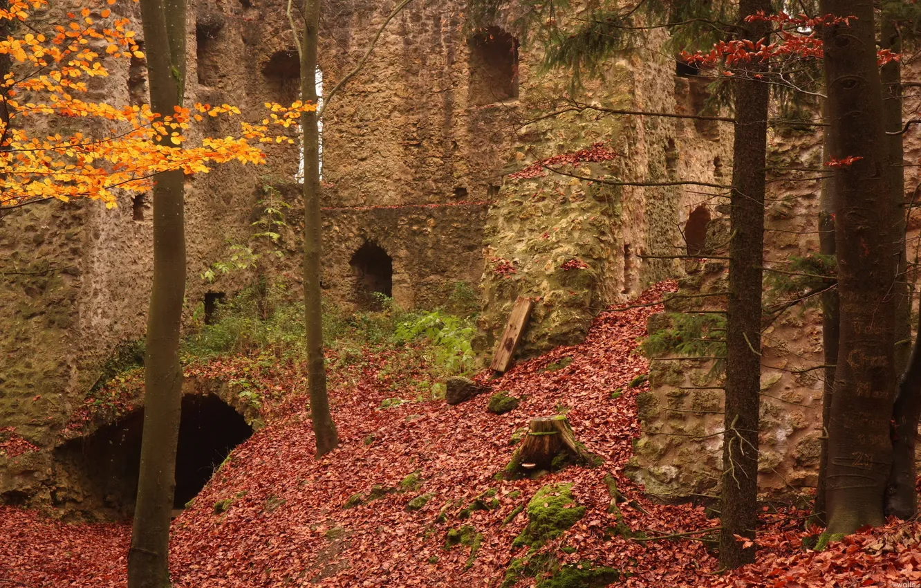 Фото обои осень, лес, руины