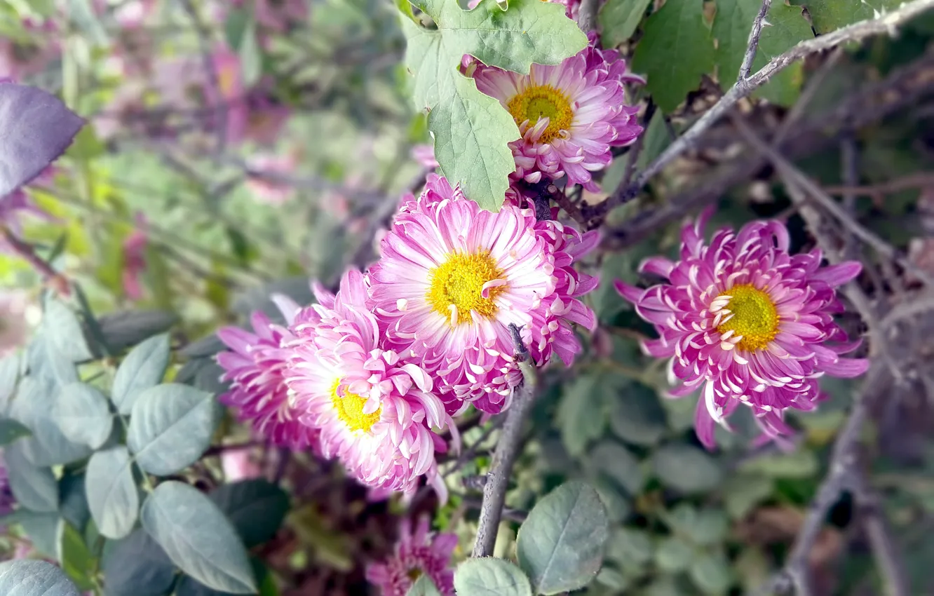 Фото обои flower, pink, flowers