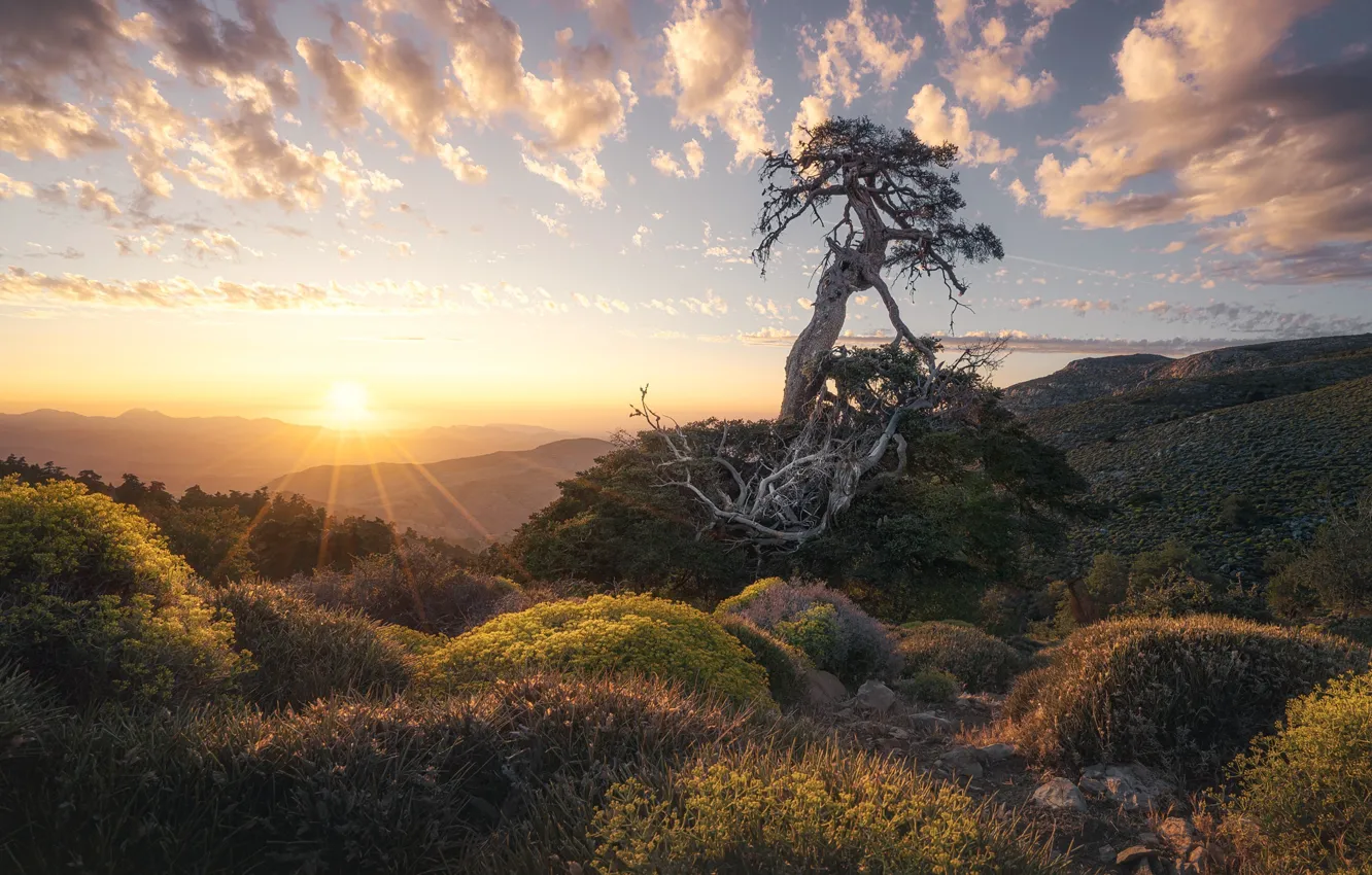 Фото обои деревья, горы, кусты, сосна