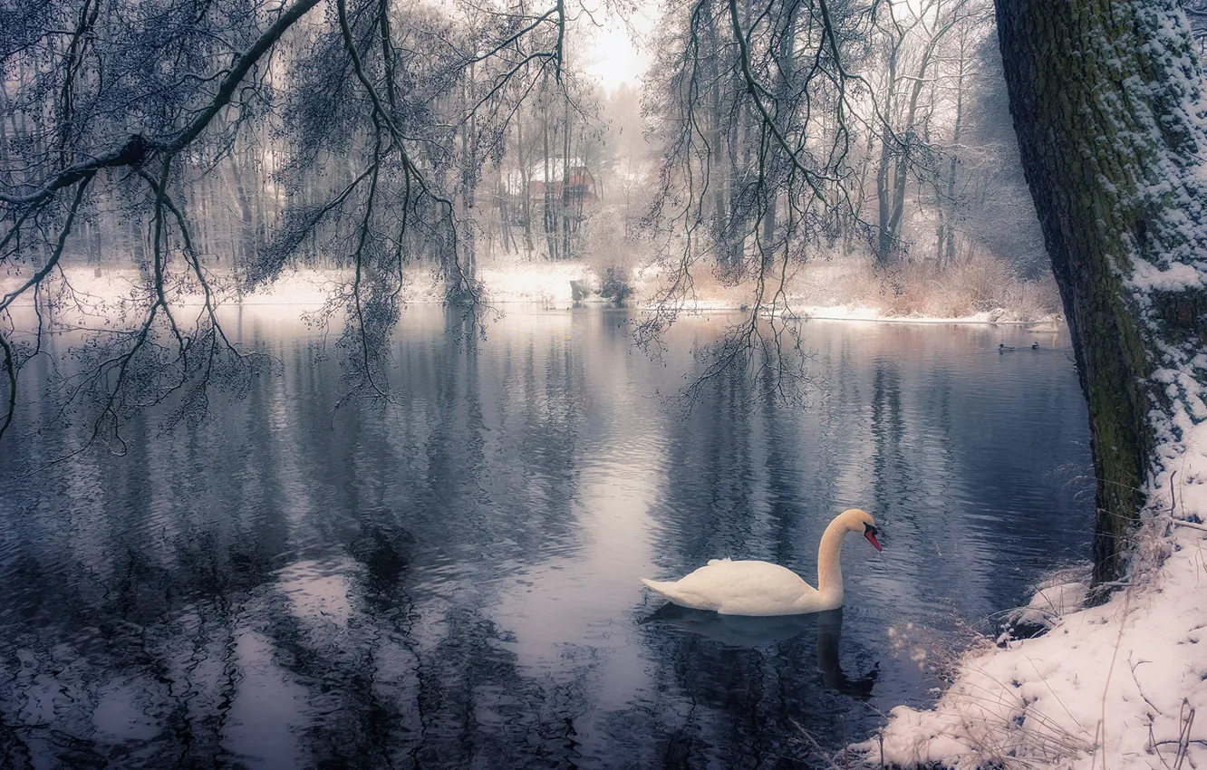 Фото обои зима, ветки, озеро, парк, дерево, птица, лебедь