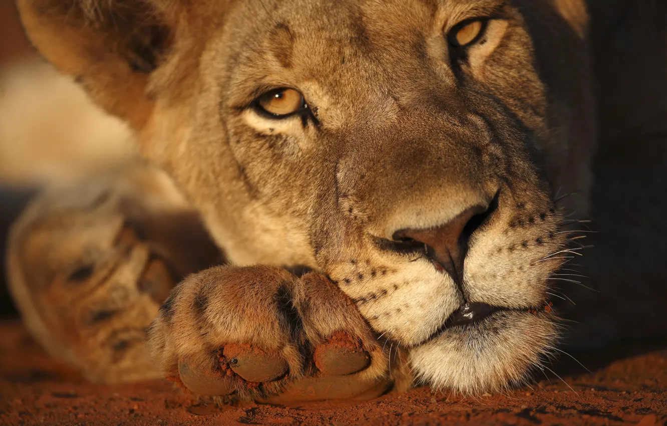 Фото обои sunlight, lioness, head