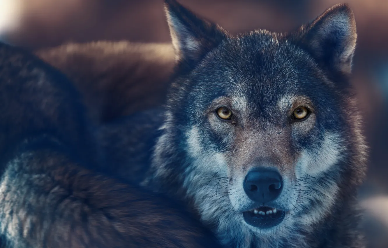 Фото обои взгляд, морда, волк, хищник, зверь, санитар леса, Олег Богданов
