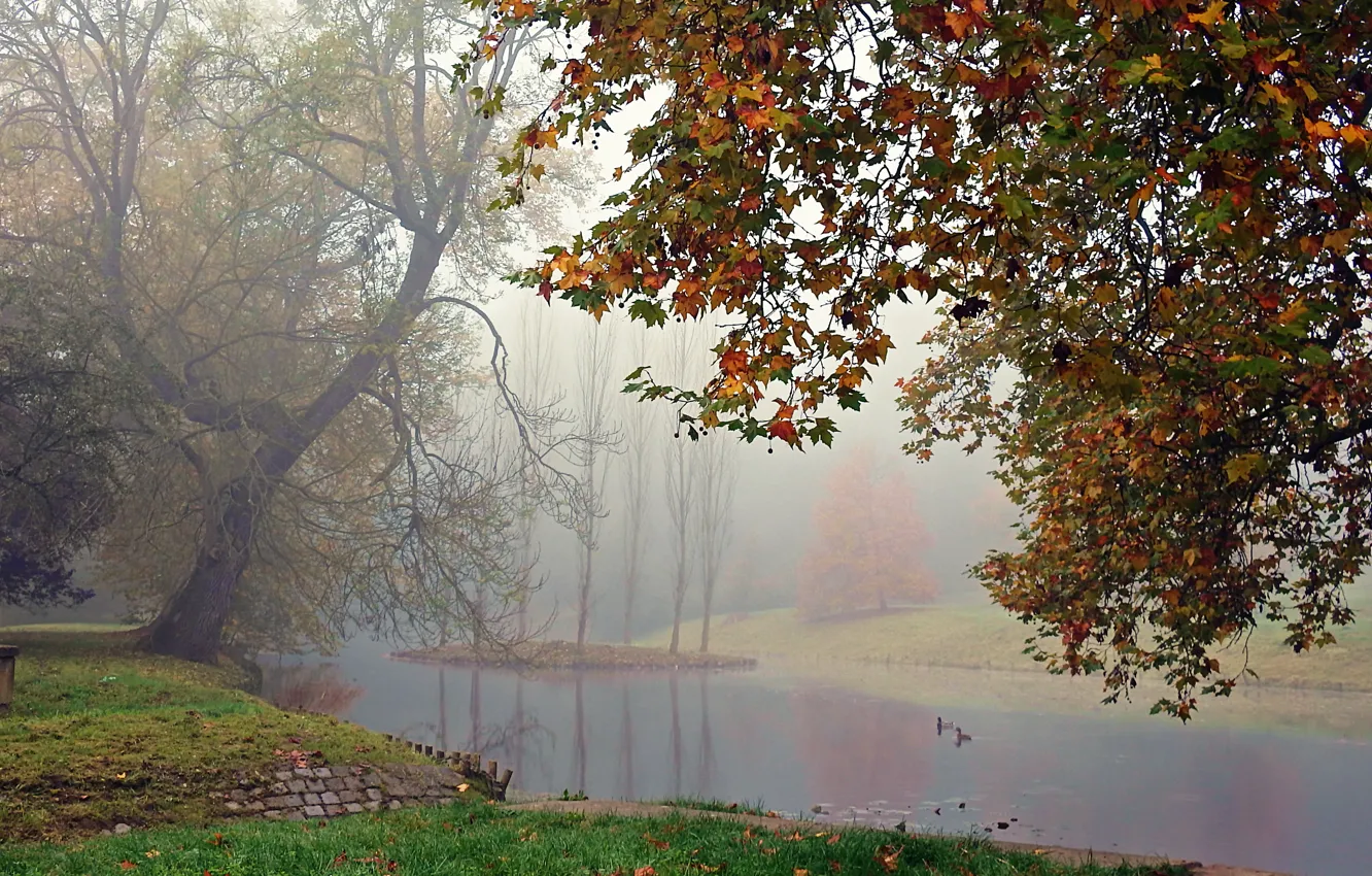 Фото обои туман, озеро, утки, Осень, листопад, trees, autumn, leaves