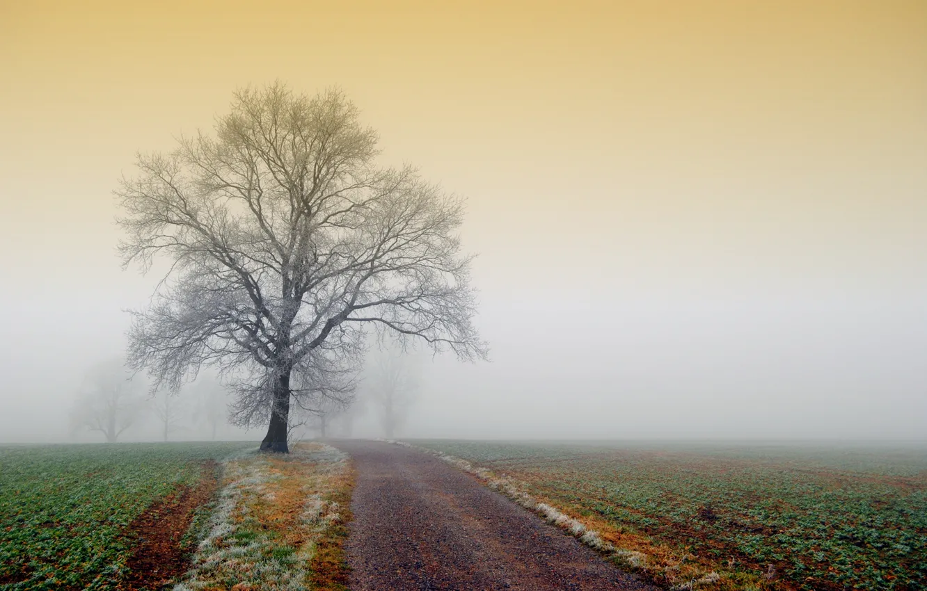 Фото обои иней, дорога, поле, природа, туман, дерево
