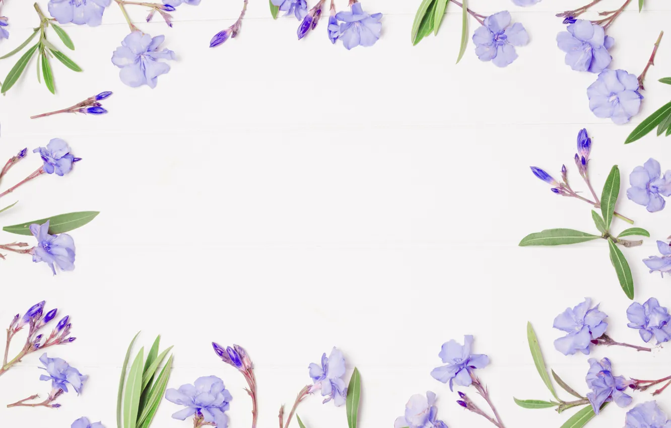 Фото обои цветы, фон, рамка, фиолетовые, flowers, violet, frame, floral