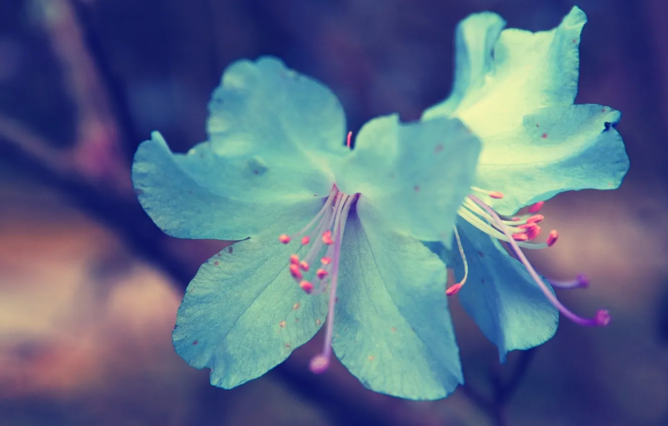 Фото обои макро, природа, голубые, цветочки