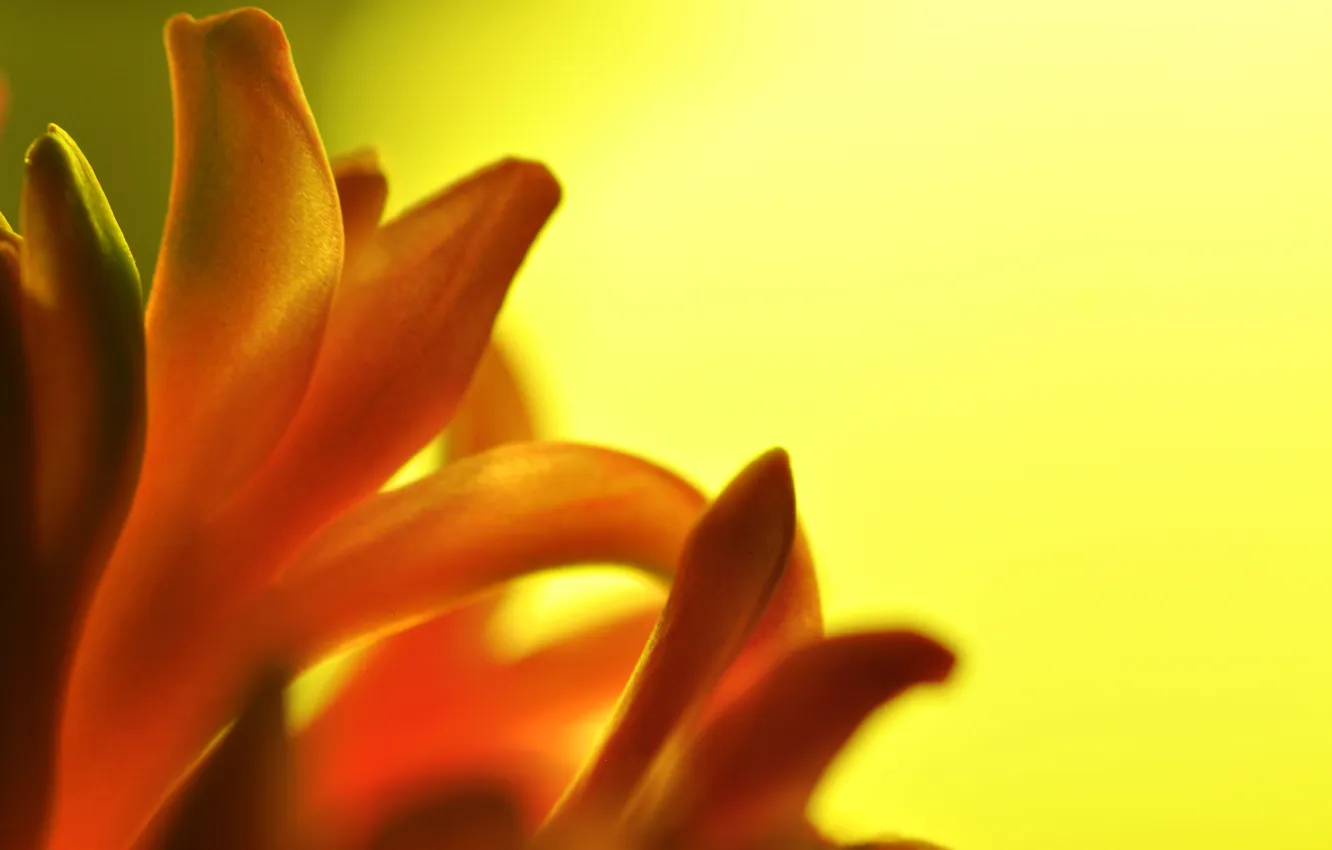 Фото обои цветок, макро, оранжевый, гиацинт
