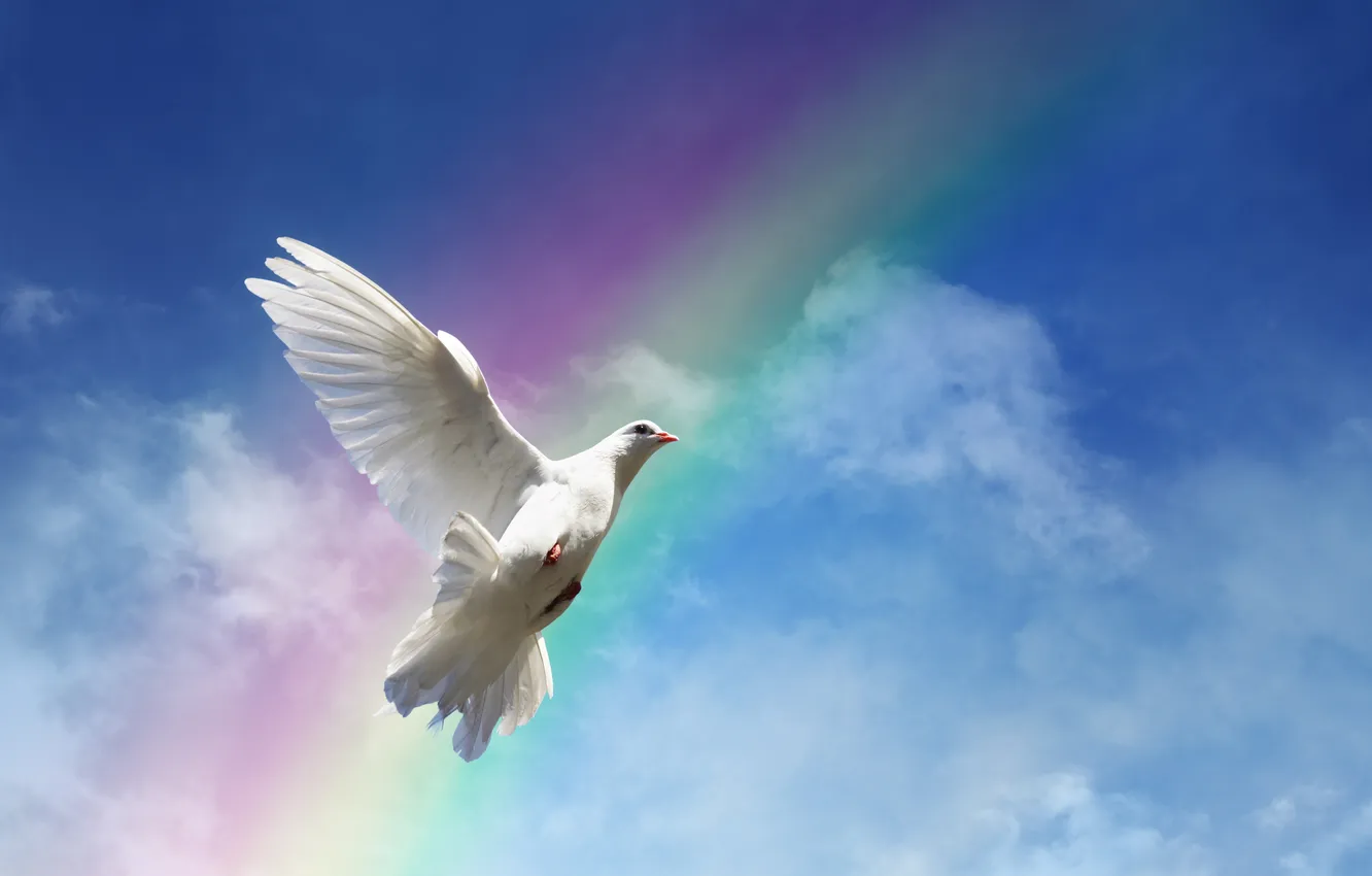 Фото обои небо, птица, мир, rainbow, white, peace, sky, dove