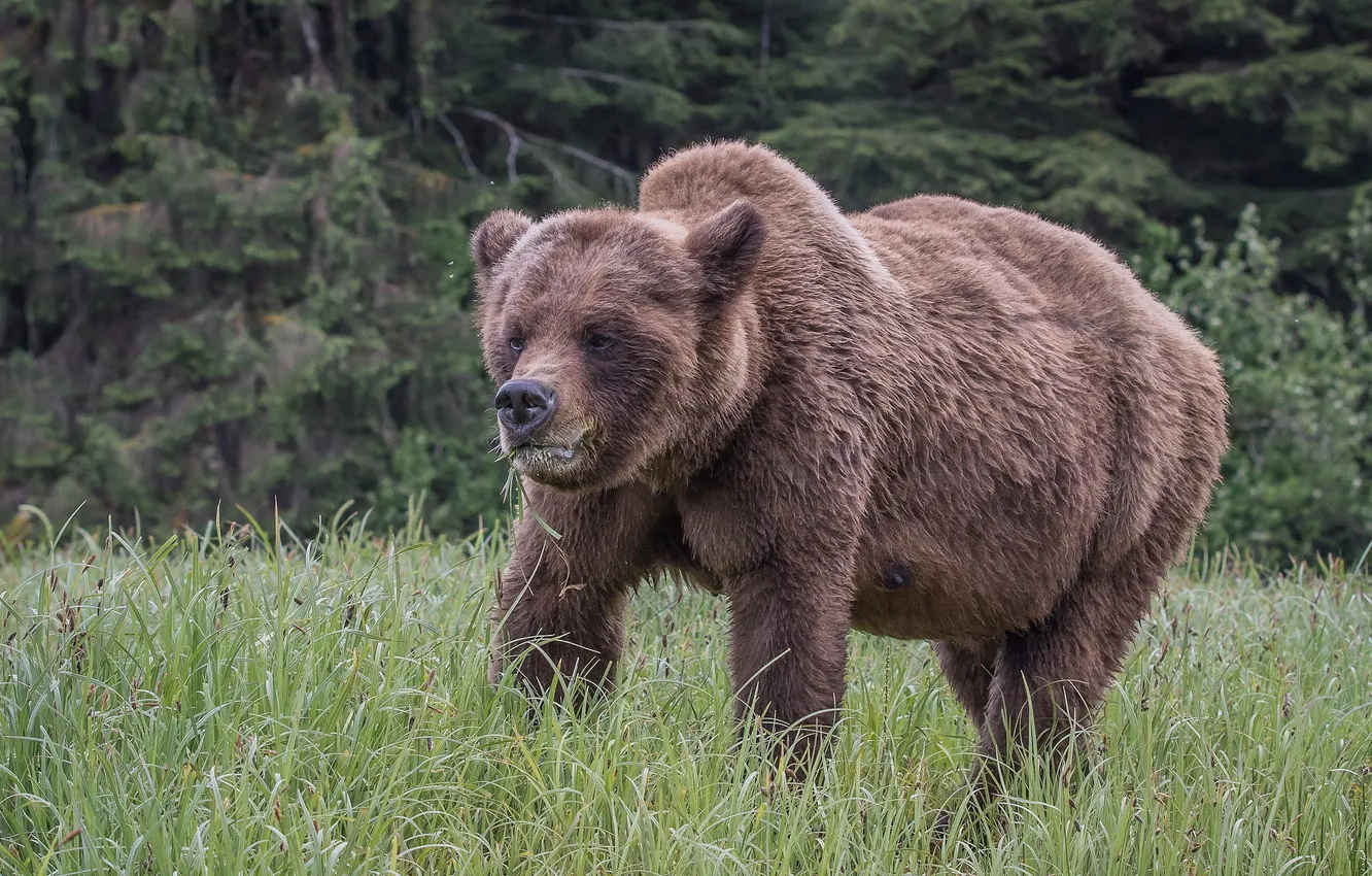 Фото обои природа, Bear, Grizzly