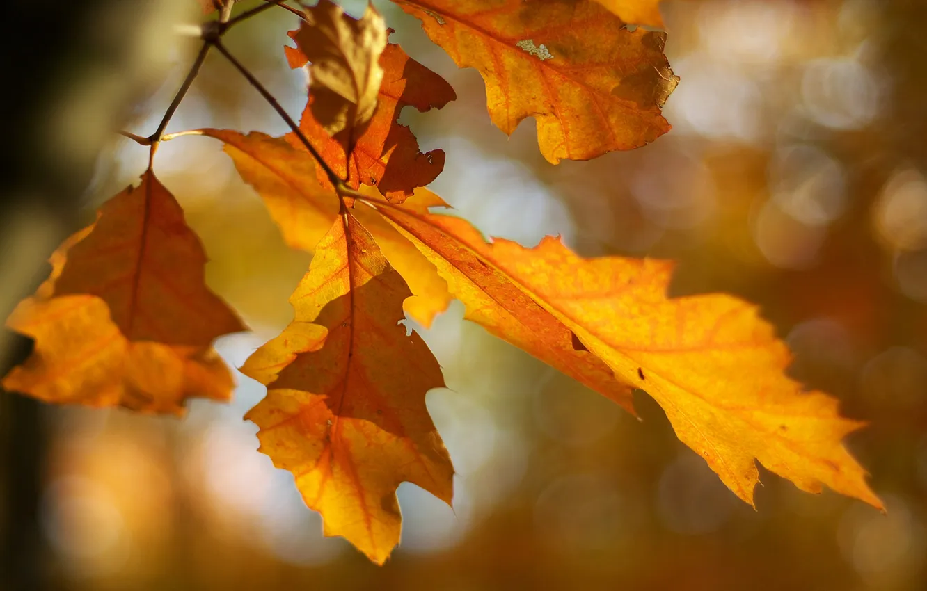 Фото обои осень, листья, макро, ветка, размытость, ярко, жёлтые, прохлада