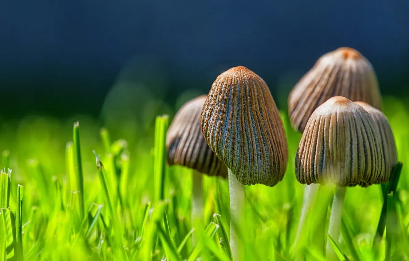 Фото обои лето, природа, Mushrooms