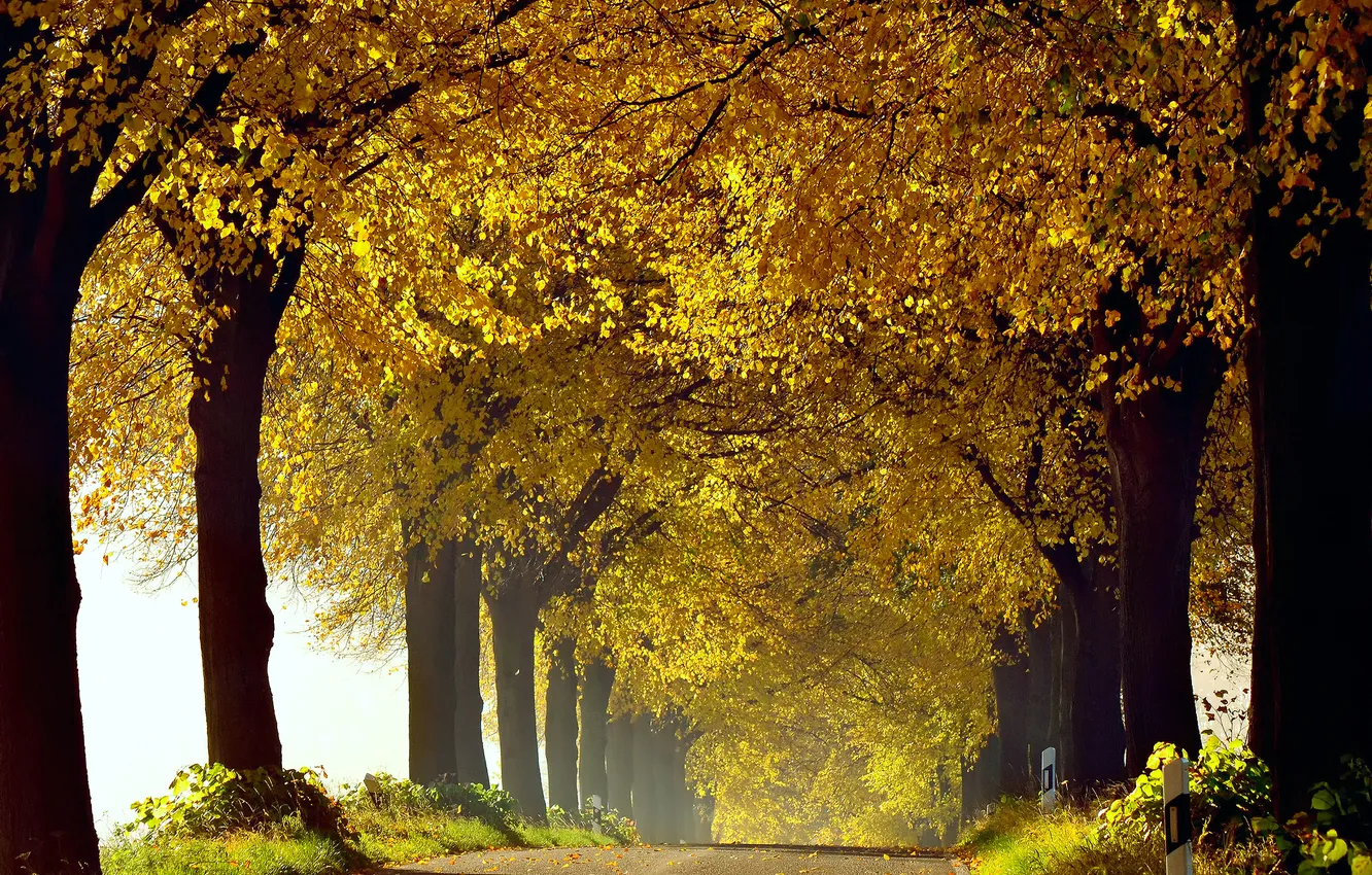 Фото обои дорога, осень, трава, деревья, природа, листва, Октябрь