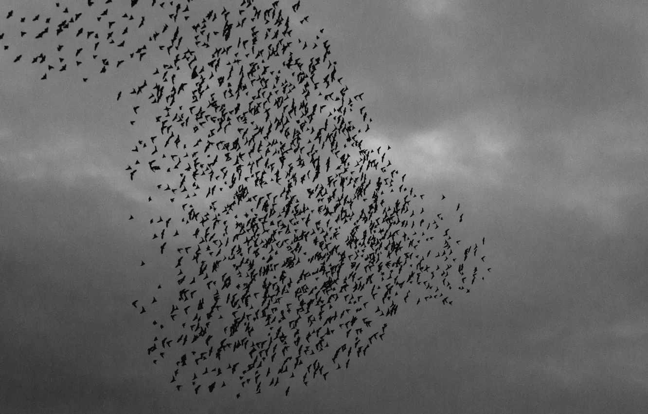 Фото обои birds, power line, starlings
