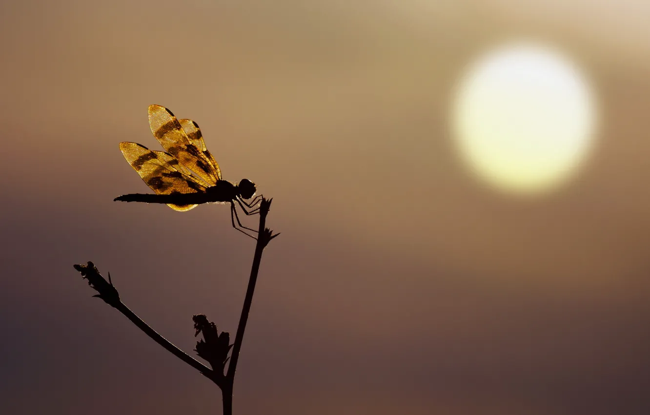 Фото обои sunset, silhouette, Dragonfly