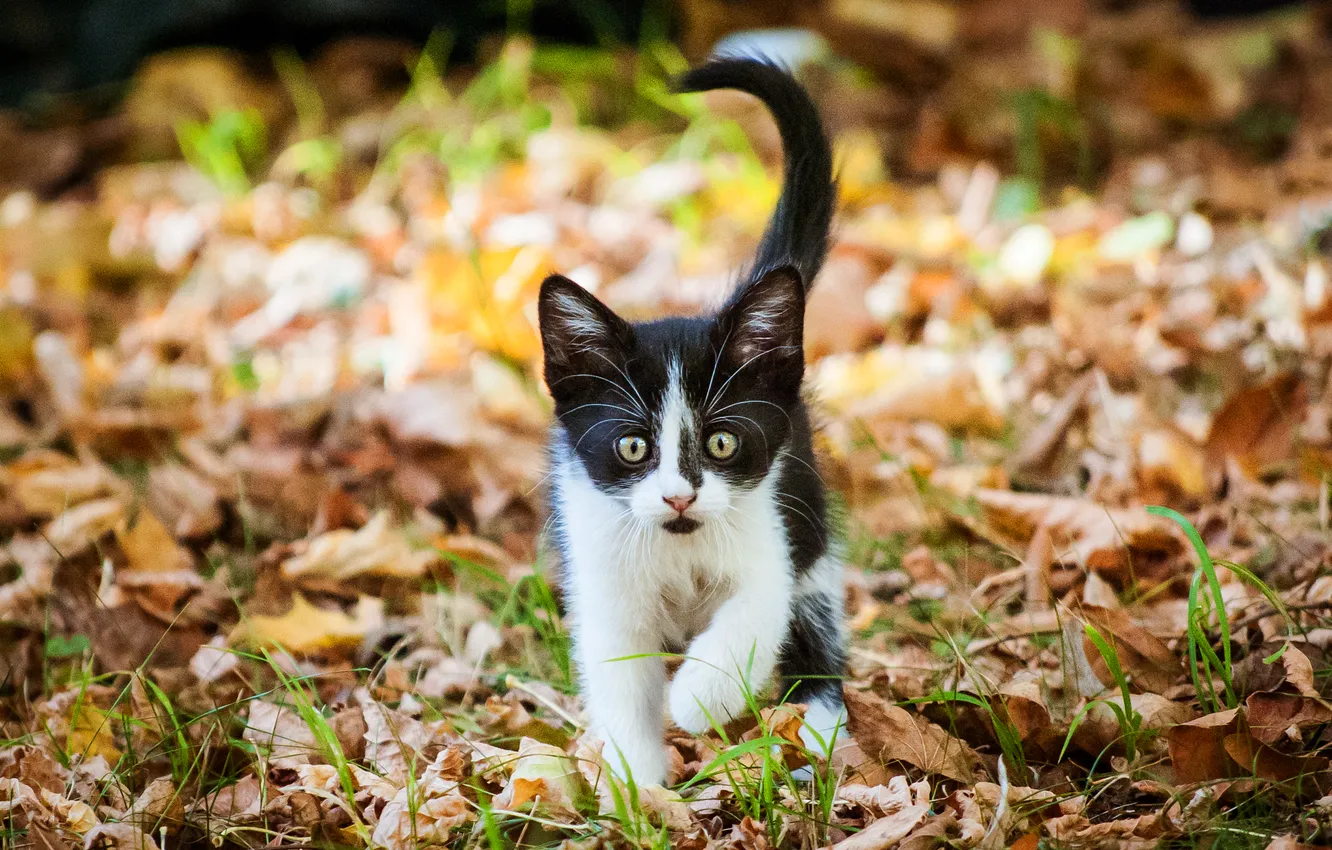 Фото обои осень, кошка, взгляд, поза, котенок, черно-белый, поляна, листва