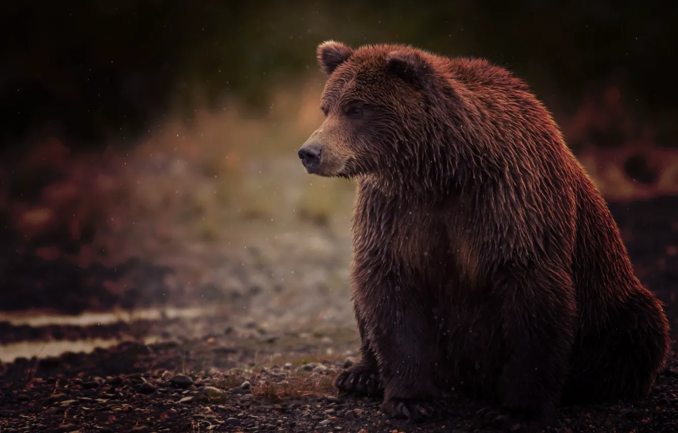 Фото обои мокрый, медведь, сидит, wet, bear, brown, бурый, sits