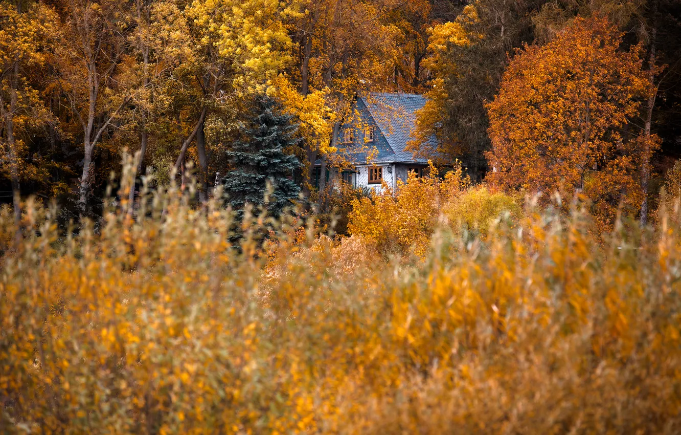 Фото обои осень, лес, домик