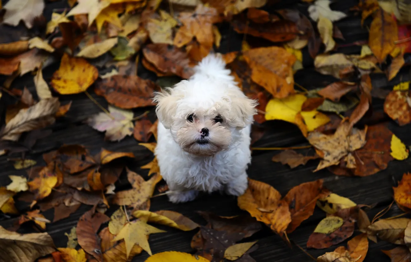 Фото обои осень, листья, маленький, пес, лохматый, щенок мальтийской болонки