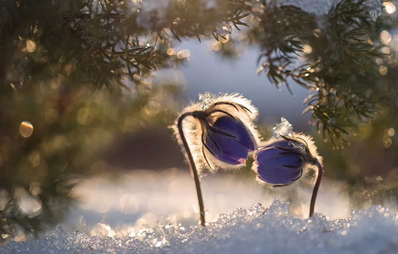 Фото обои snow, macro, sun, snowflakes, прострел, frost, needles