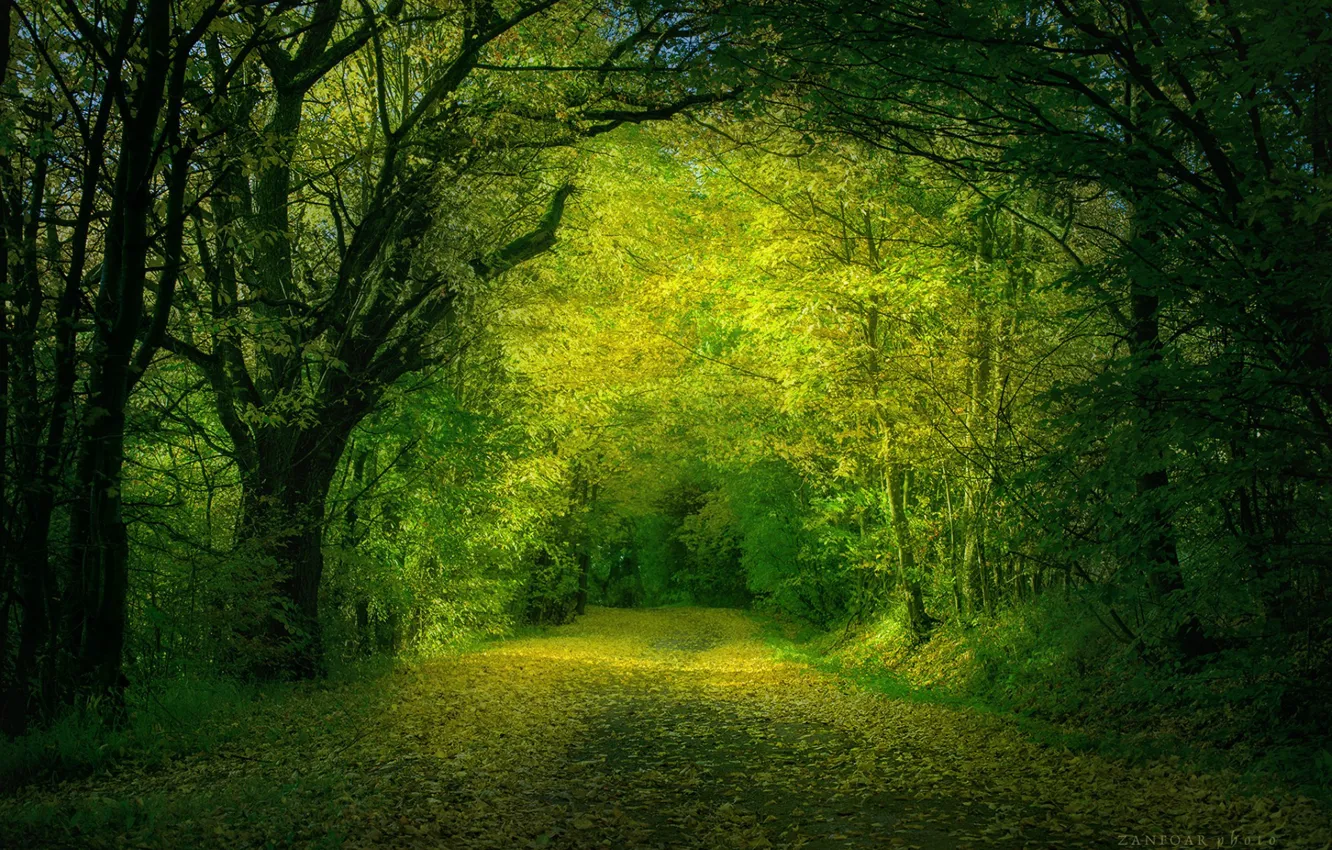 Фото обои дорога, лес, листья, деревья, Природа, Zan Foar