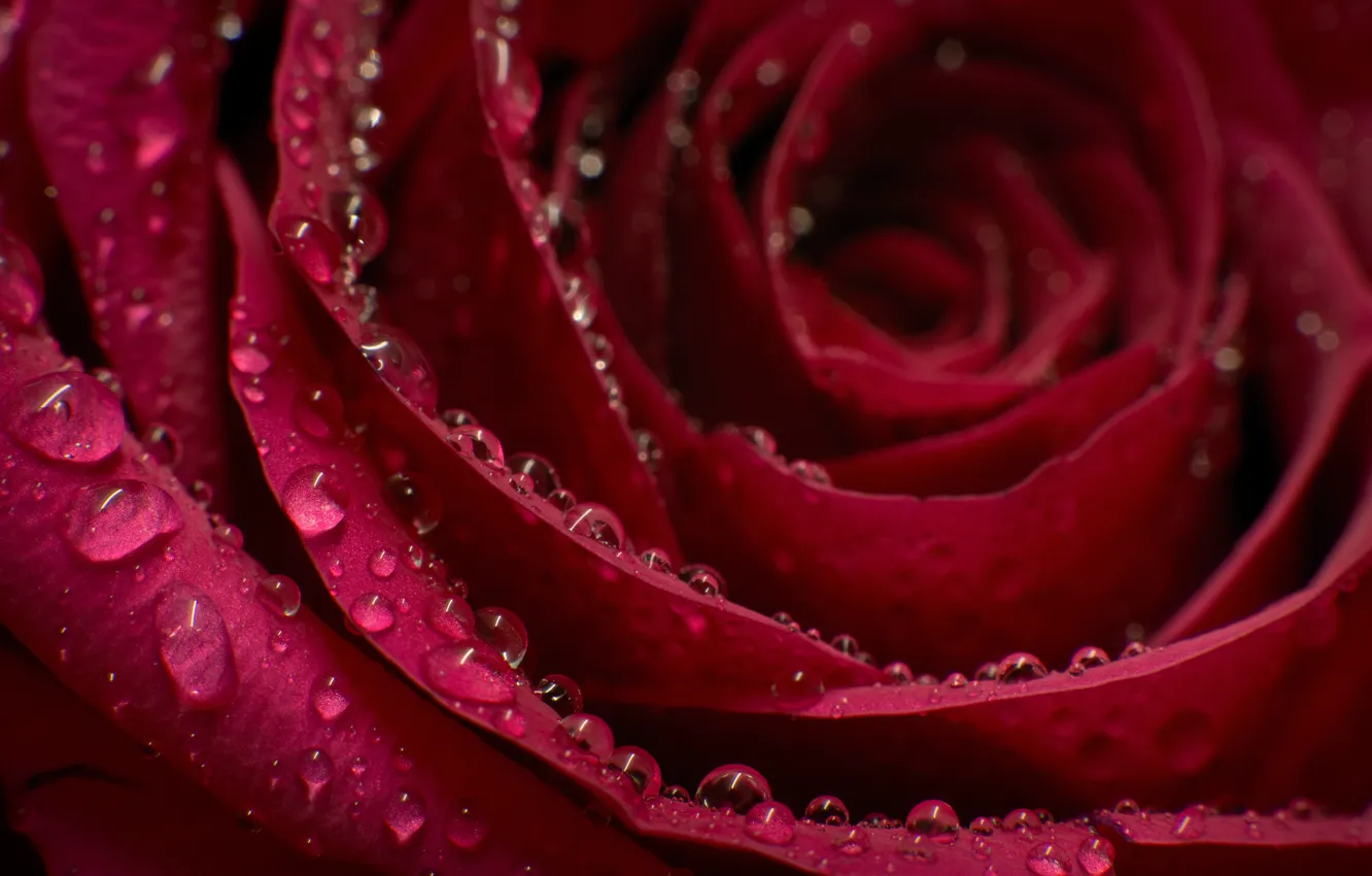 Фото обои капли, макро, роза, лепестки, бутон, бордовая
