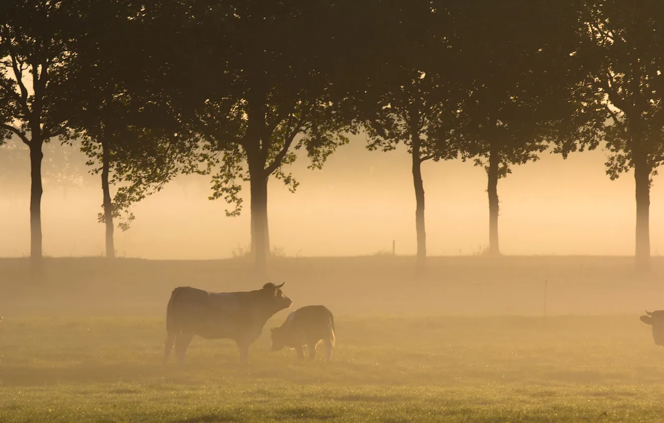 Фото обои поле, пейзаж, туман, утро, коровы