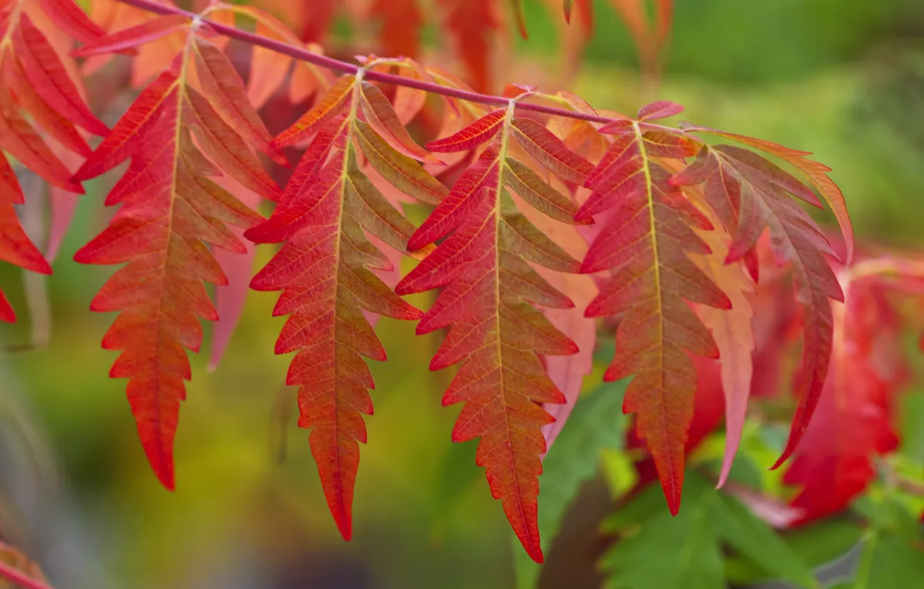 Фото обои осень, листья, макро, цвет, ветка