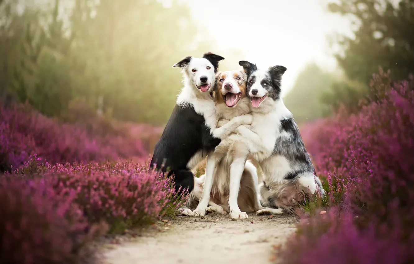 Фото обои собаки, друзья, border collies