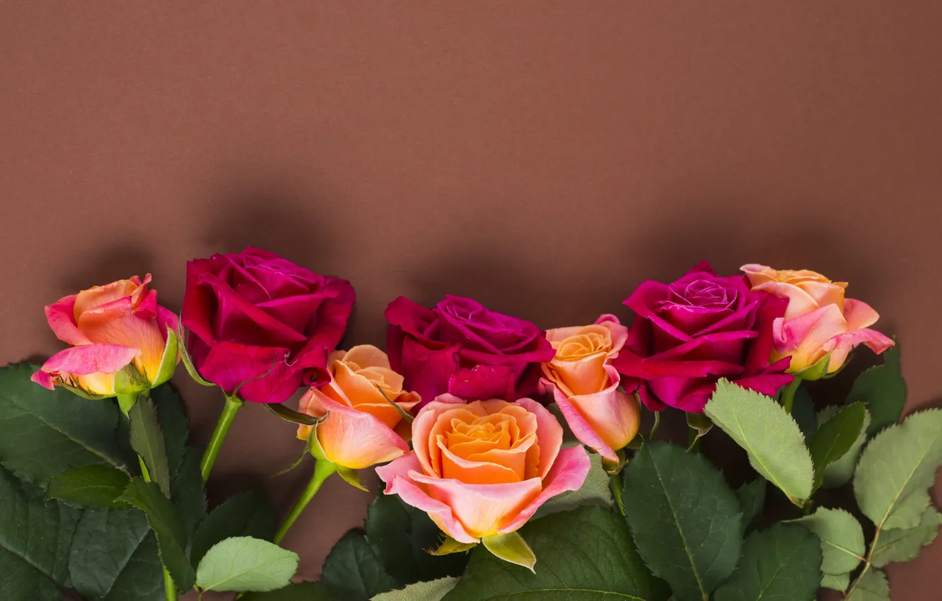 Фото обои цветы, розы, желтые, розовые, бутоны, yellow, pink, flowers