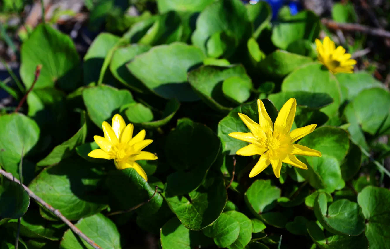 Фото обои цветы, желтый, зелёный