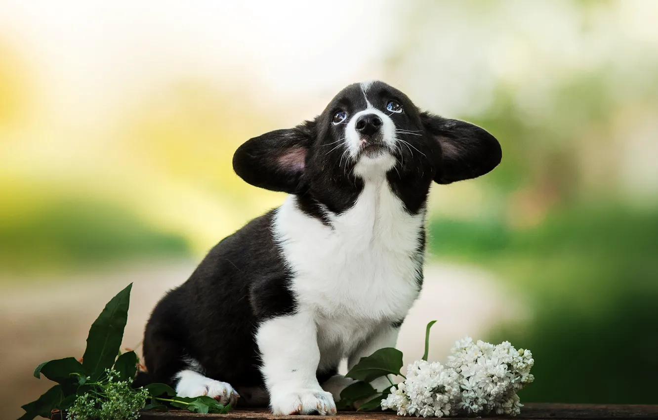 Фото обои фон, собака, малыш, щенок, уши, мордашка, сирень, Екатерина Кикоть