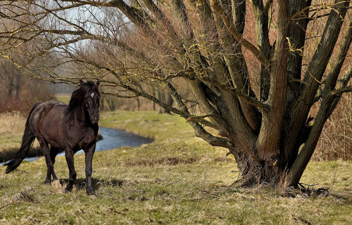 Фото обои лето, природа, дерево, конь