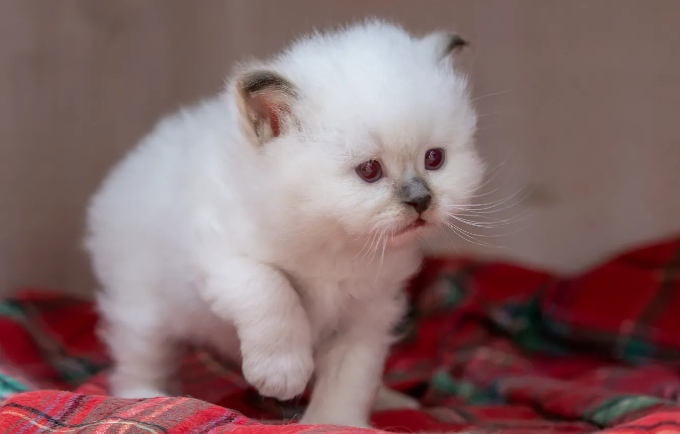 Фото обои кошка, белый, взгляд, красный, поза, котенок, стена, малыш