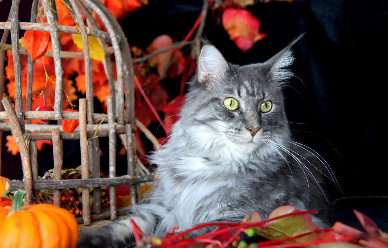 Фото обои осень, кошка, кот, взгляд, морда, ветки, поза, серый