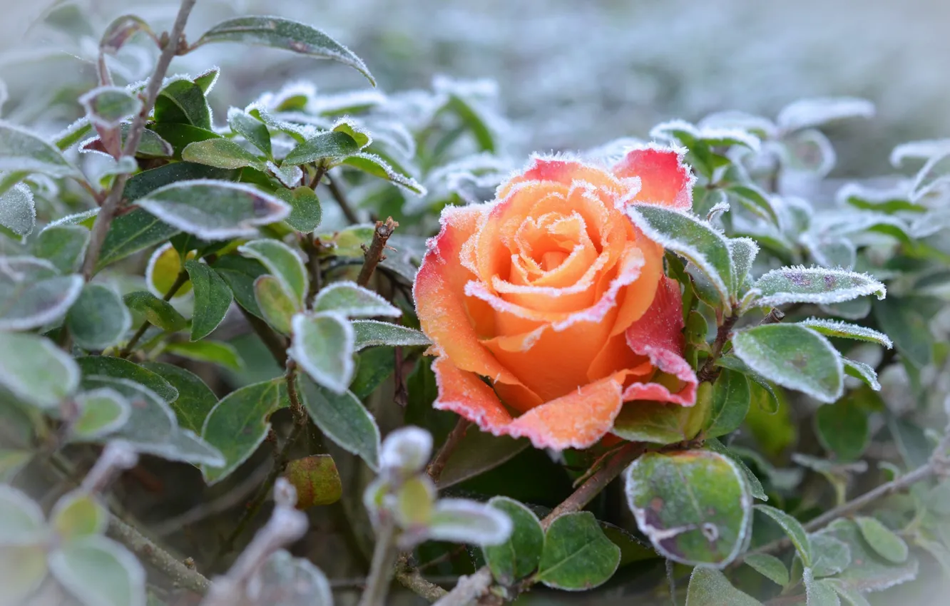 Фото обои иней, листья, красная роза, заморозки