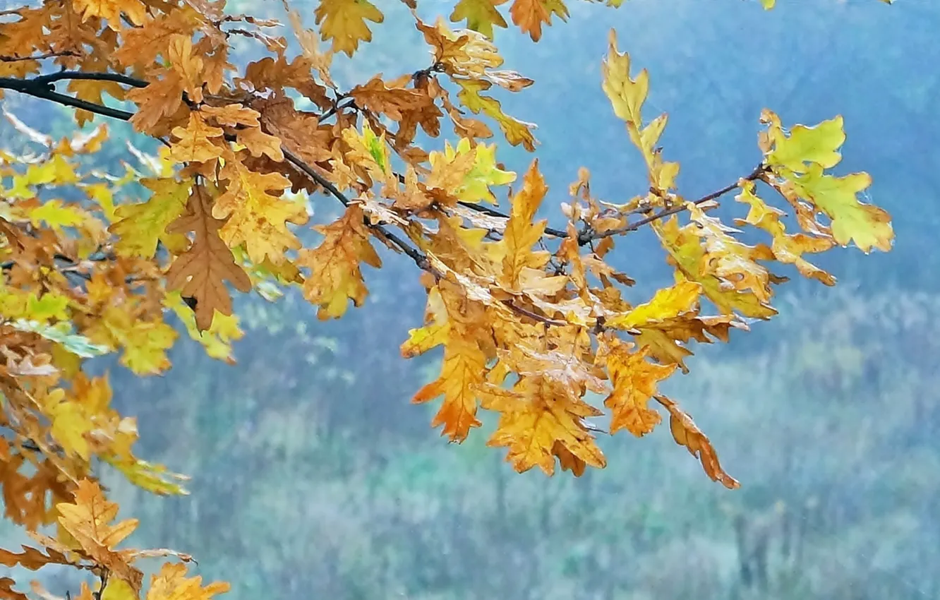 Фото обои autumn, tree, leaf, fall, twig
