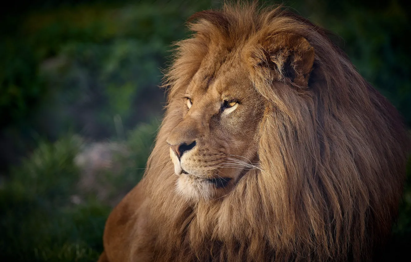 Фото обои хищник, лев, царь, грива