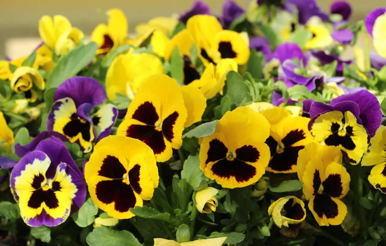 Фото обои yellow, blooming, pansies