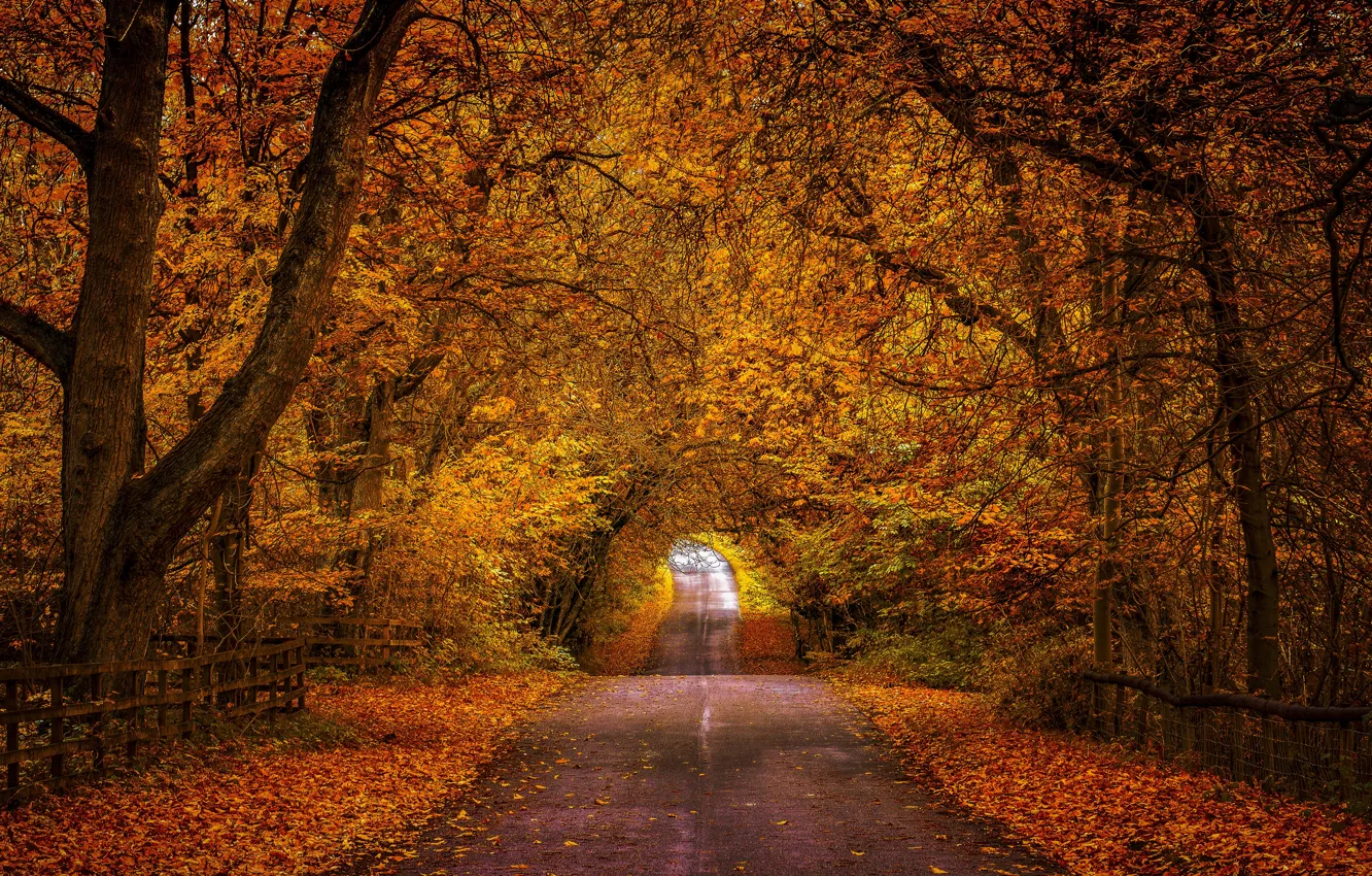 Фото обои дорога, осень, лес, листья, деревья, пейзаж, ветки, природа