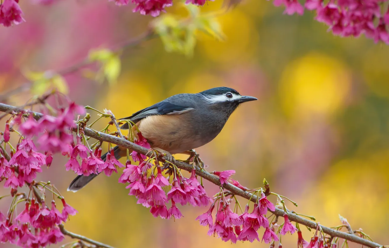 Фото обои цветы, ветки, птица, птичка