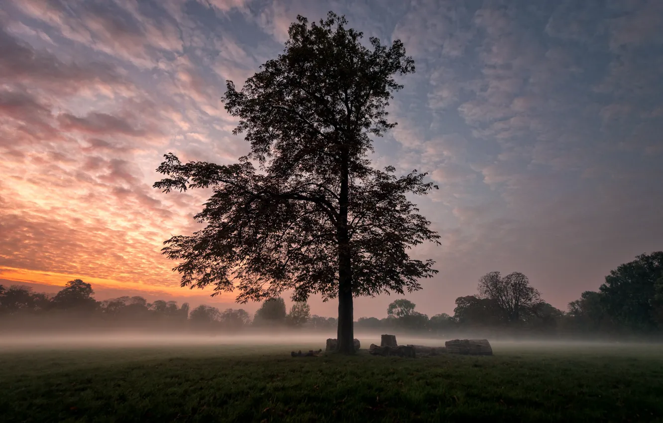 Фото обои туман, дерево, рассвет, утро