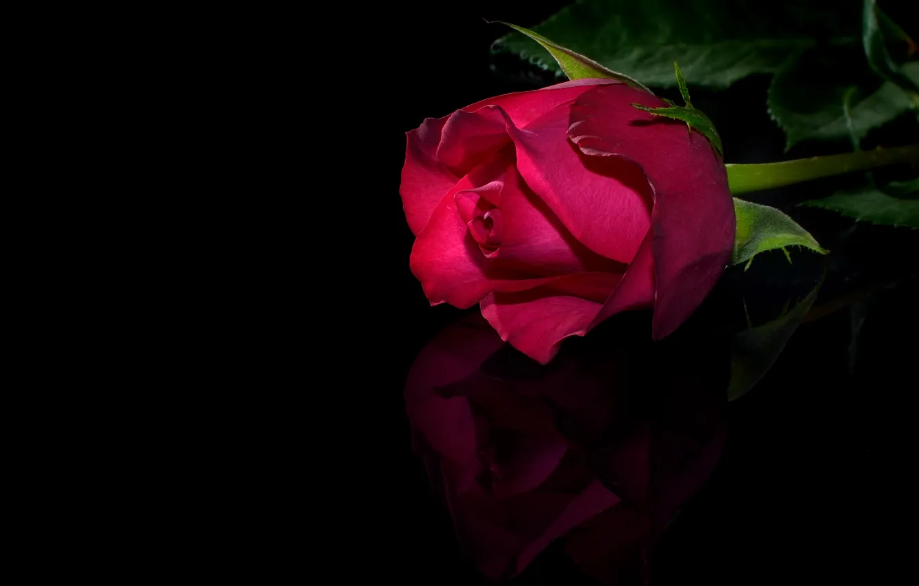 Фото обои отражение, роза, черный фон, крупным планом, бордовая