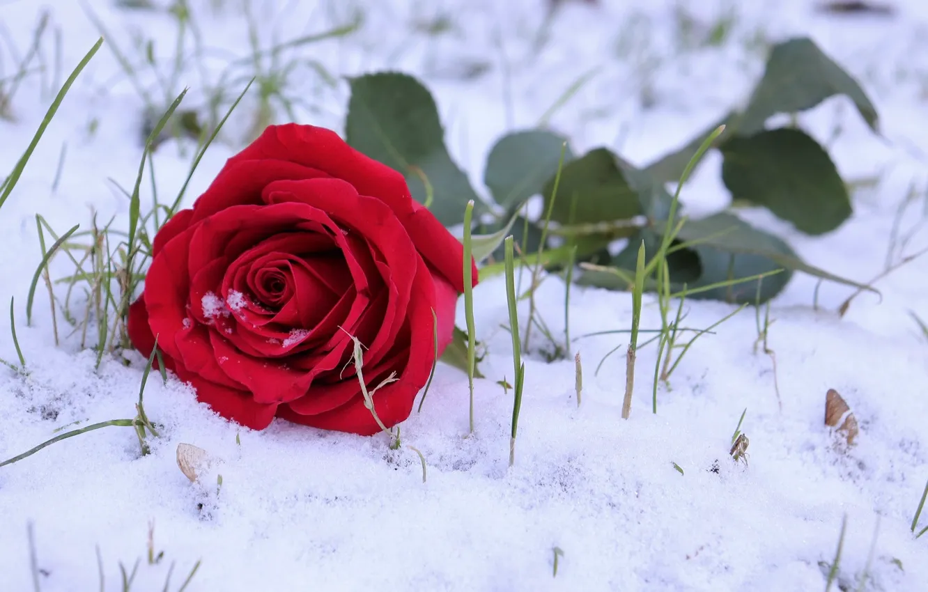 Фото обои снег, роза, травка