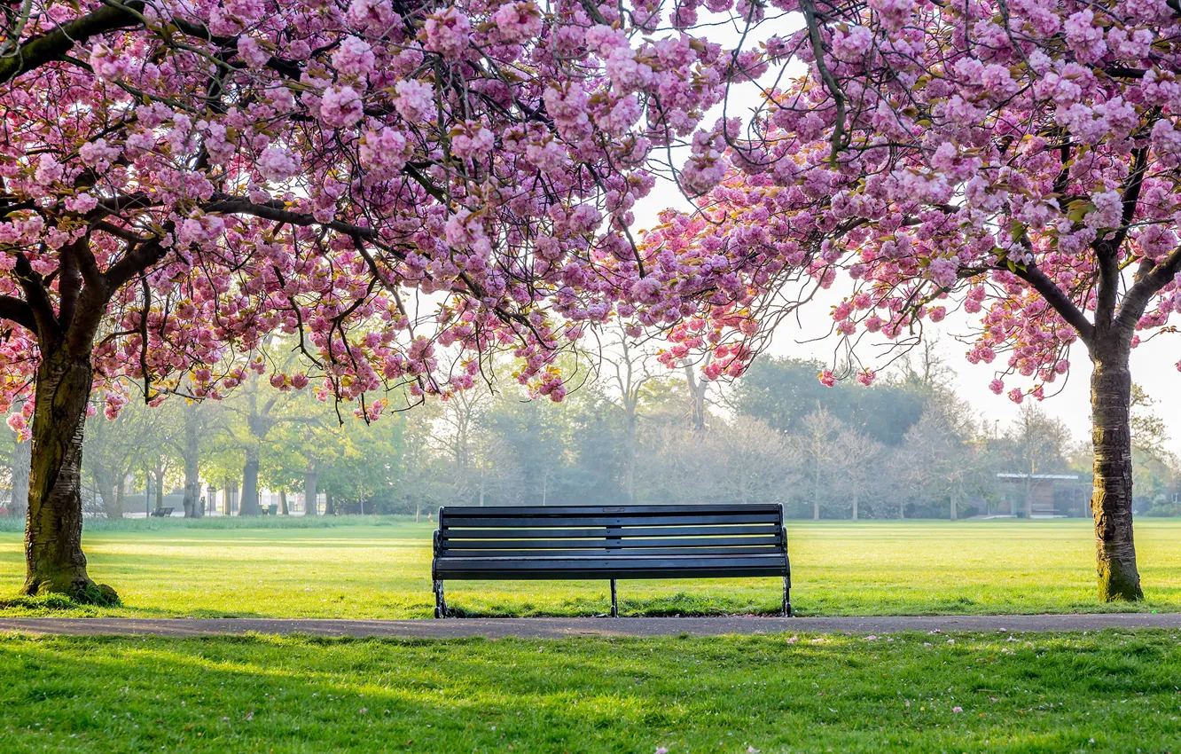 Фото обои скамейка, парк, весна, Япония, сакура, цветение