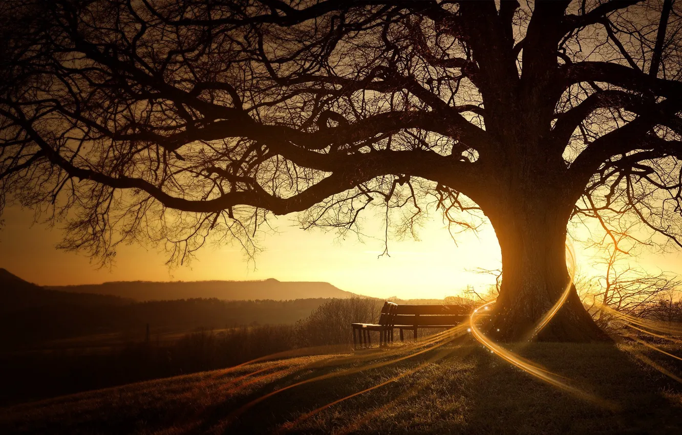 Фото обои солнце, восход, дерево