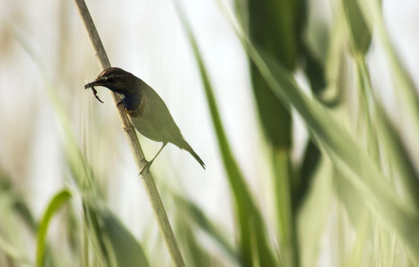 Фото обои трава, природа, птица, червяк, зимородок